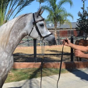 ציוד לסוס הערבי