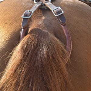 ציוד נילווה